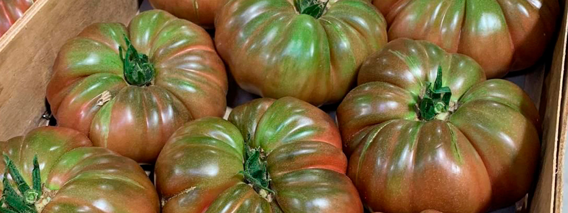 Tomates anciennes 