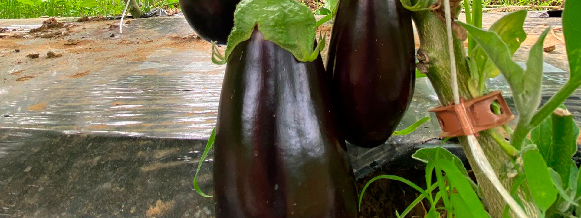 Aubergine